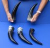 5 pc lot of polished buffalo horn - 8" to 11" - You are buying the horns pictured for $30.00
