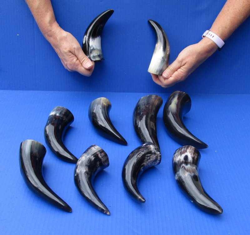 10 pc lot of Polished Water Buffalo Horns