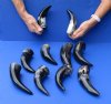10 pc lot of Polished Water Buffalo Horns measuring 6 to 8 inches long each - You are buying the horns shown for $30