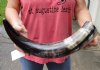 20 inches polished Indian water buffalo horn with wide base opening for sale - You are buying the one pictured for $30 (may have some small, minor unfinished/rough areas)
