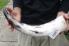 24 inch White Polished Indian water buffalo horn for sale - You are buying the one pictured for $30