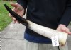 21 inch White Polished Indian water buffalo horn for sale - You are buying the one pictured for $30