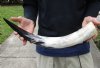 22 inch White Polished Indian water buffalo horn for sale - You are buying the one pictured for $30