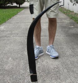 37 inch polished buffalo horn from an Indian water buffalo - $19 