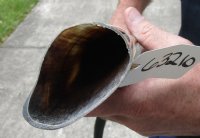 37 inch polished buffalo horn from an Indian water buffalo - You are buying the horn pictured for $27 (crack at base)