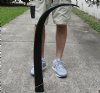 38 inch polished buffalo horn from an Indian water buffalo - You are buying the horn pictured for $27