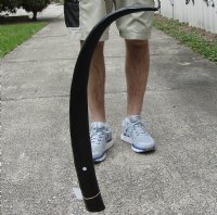 35 inch polished buffalo horn from an Indian water buffalo - You are buying the horn pictured for $27