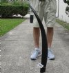 39 inch polished buffalo horn from an Indian water buffalo - You are buying the horn pictured for $32