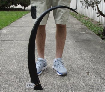 40 inch polished buffalo horn from an Indian water buffalo - $23