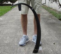 40 inch polished buffalo horn from an Indian water buffalo - $23