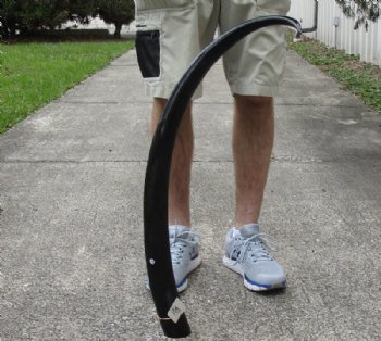 40 inch polished buffalo horn from an Indian water buffalo - $32