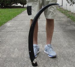 40 inch polished buffalo horn from an Indian water buffalo - $32