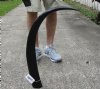 35 inch polished buffalo horn from an Indian water buffalo - You are buying the horn pictured for $27