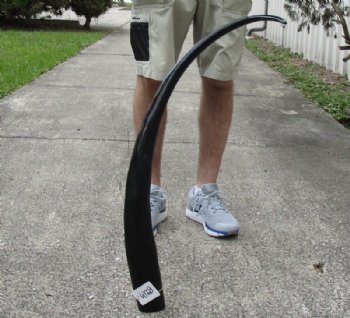 41 inch polished buffalo horn from an Indian water buffalo - $23