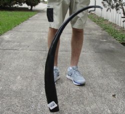 41 inch polished buffalo horn from an Indian water buffalo - $23