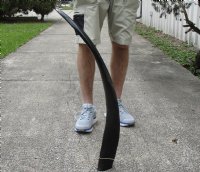 41 inch polished buffalo horn from an Indian water buffalo - $23