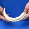 10 inch Warthog Tusk, Warthog Ivory from African Warthog (You are buying the tusk in the photo) for $49