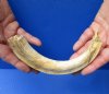 #2 Grade 10 inch Warthog Tusk, Warthog Ivory from African Warthog (You are buying the discounted/damaged tusk in the photo) for $32 (damage to tip and rough base of tusk)