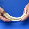 10 inch Warthog Tusk, Warthog Ivory from African Warthog (You are buying the tusk in the photo) for $49