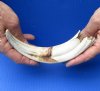 #2 Grade 10 inch Warthog Tusk, Warthog Ivory from African Warthog (You are buying the discounted/damaged tusk in the photo) for $32 (damage to base of tusk, cracks)