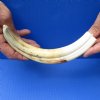 10-1/4 inch Warthog Tusk, Warthog Ivory from African Warthog (You are buying the tusk in the photo) for $49