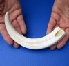 #2 Grade 10-1/2 inch Warthog Tusk, Warthog Ivory from African Warthog (You are buying the discounted/damaged tusk in the photo) for $32 (damage to base of tusk, cracks)