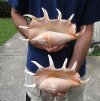 2 pc lot of 13 and 13-1/4 inch giant spider conch shell for decorating - you are buying the one pictured for $28/lot