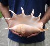 13 inch giant spider conch shell for decorating - you are buying the one pictured for $16