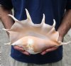 13-3/4 inch giant spider conch shell for decorating - you are buying the one pictured for $16