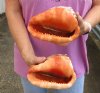 Two piece Cameo Bullmouth sea shells measuring approximately 6 inches long (You are buying the shells shown) for $22/lot