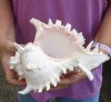 9 inch Murex Ramosus, giant murex shell (You are buying the shell pictured) for $19