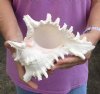 9 inch Murex Ramosus, giant murex shell (You are buying the shell pictured) for $19