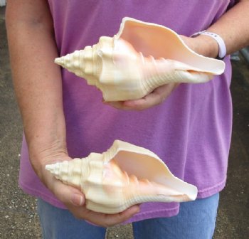 2 pc lot of Chank Shells, Turbinella angulata measuring 7 inches - Buy Now for $18/lot