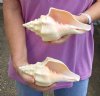 2 pc lot of Chank Shells, Turbinella angulata measuring 7 inches - You will receive the shells in the photo for $18/lot