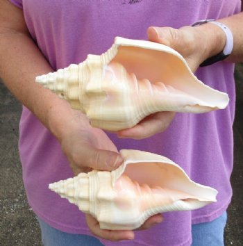 2 pc lot of Chank Shells, Turbinella angulata measuring 7 inches - For Sale for $18/lot