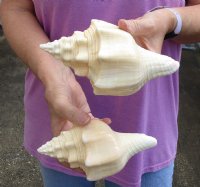 For Sale - 2 pc lot of Chank Shells, Turbinella angulata measuring 7 inches for $18/lot