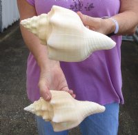 2 pc lot of Chank Shells, Turbinella angulata measuring 8 inches - You will receive the shells in the photo for $23/lot
