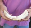 #2 Grade 8 inch Warthog Tusk, Warthog Ivory from African Warthog (You are buying the discounted/damaged tusk in the photo) for $15 (chips, cracks, splits - review photos)