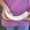 #2 Grade 8 inch Warthog Tusk, Warthog Ivory from African Warthog (You are buying the discounted/damaged tusk in the photo) for $15 (chips, cracks, splits - review photos)