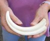 #2 Grade 9 inch Warthog Tusk, Warthog Ivory from African Warthog (You are buying the discounted/damaged tusk in the photo) for $20 (chips, cracks, splits - review photos)