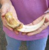 #2 Grade 9 inch Warthog Tusk, Warthog Ivory from African Warthog (You are buying the discounted/damaged tusk in the photo) for $20 (chips, cracks, splits - review photos)