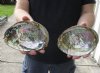 2 pc Natural Green Abalone shells measuring 6 and 6-1/2 inches - You will receive the 2 pictured for $20/lot