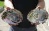 2 pc Natural Green Abalone shells measuring 6 and 6-1/2 inches - You will receive the 2 pictured for $20/lot