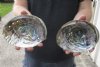 2 pc Natural Green Abalone shells - $20/lot