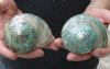 2 polished jade turbo shells for sale, jade turban seashells 4 inch  -Review all photos as you are buying these for $18/lot