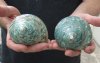 2 polished jade turbo shells for sale, jade turban seashells 4 inch  -Review all photos as you are buying these for $18/lot