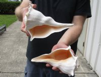 2 pc lot of Lightning Whelks measuring 8 inches - You will receive the shells in the photo for $23/lot