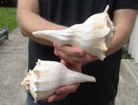 2 pc lot of Lightning Whelks measuring 7 inches - Buy Now for $18/lot