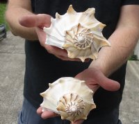 2 pc lot of Lightning Whelks measuring 7 inches - Buy Now for $18/lot