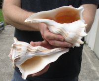 2 pc lot of Lightning Whelks measuring 7 inches - You will receive the shells in the photo for $18/lot